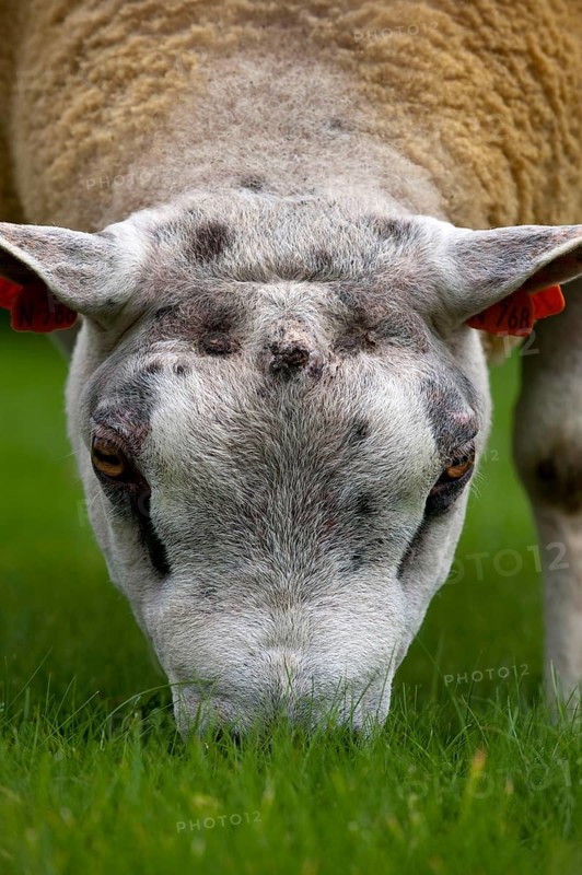 Domestic Sheep