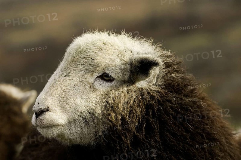 Domestic Sheep