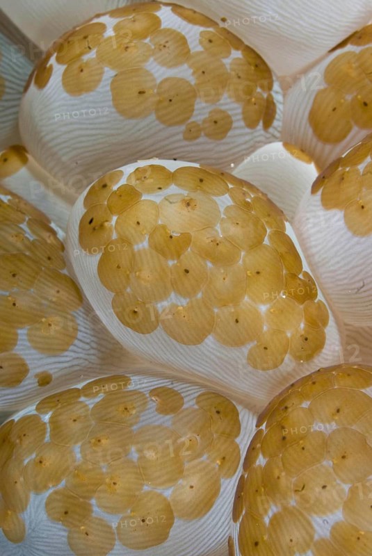 Bubble coral
