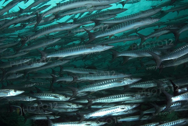 Darkfin Barracuda