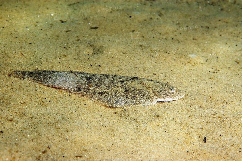 Dover Sole