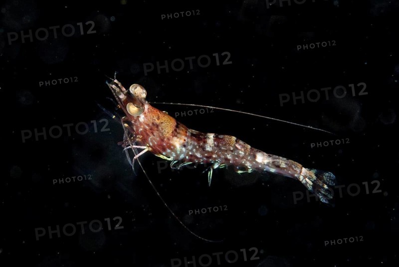 Humpback shrimp