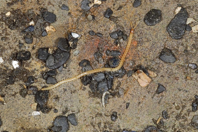 Millipede
