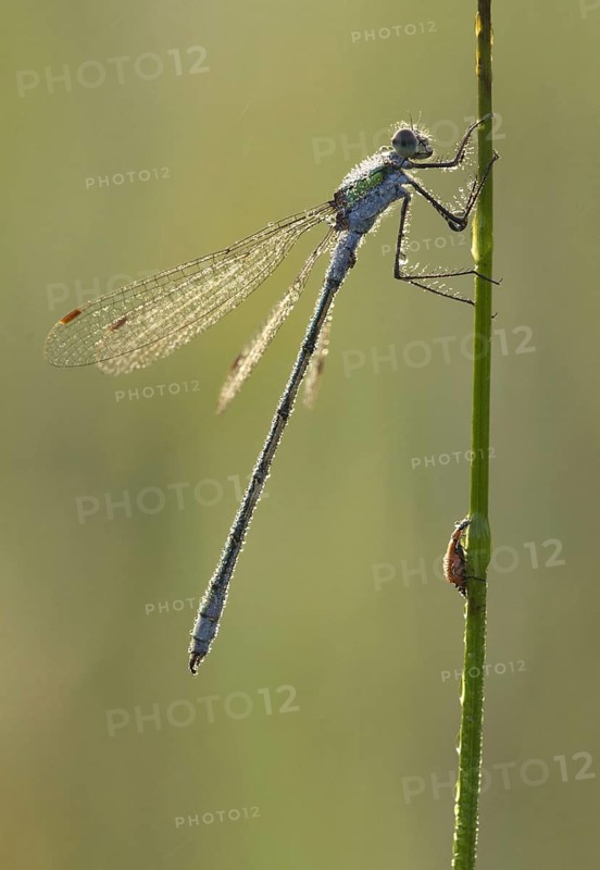 Emerald Damselfly