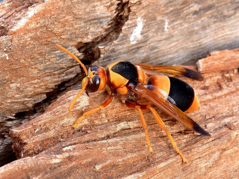 Australian hornet