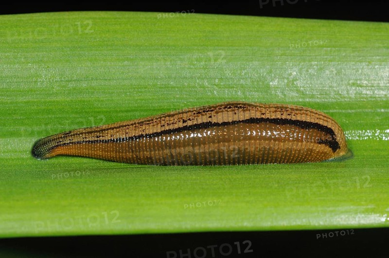 Adult tiger leech