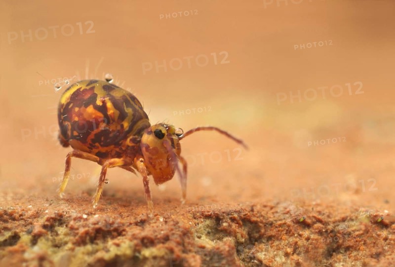 Globular Springtail