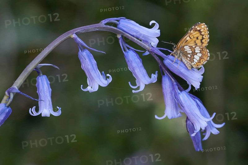 Duke of duke of burgundy