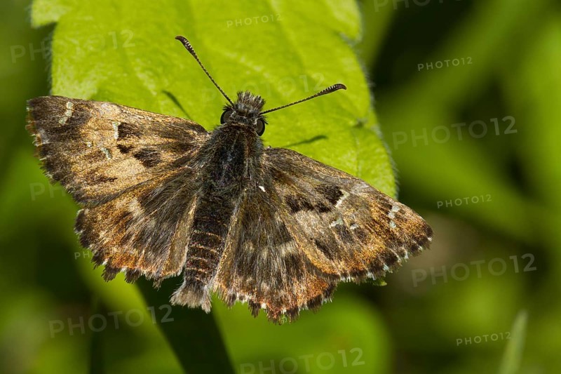 Mallow skipper