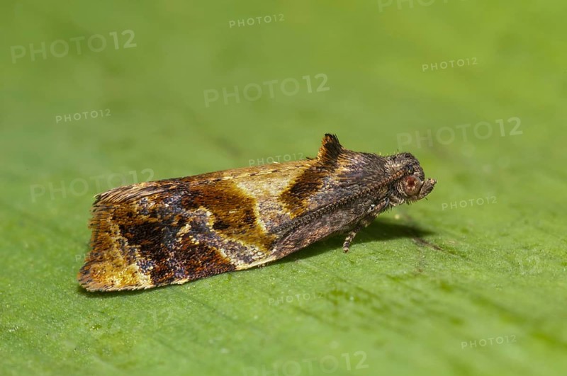 Red-barred Tortrix