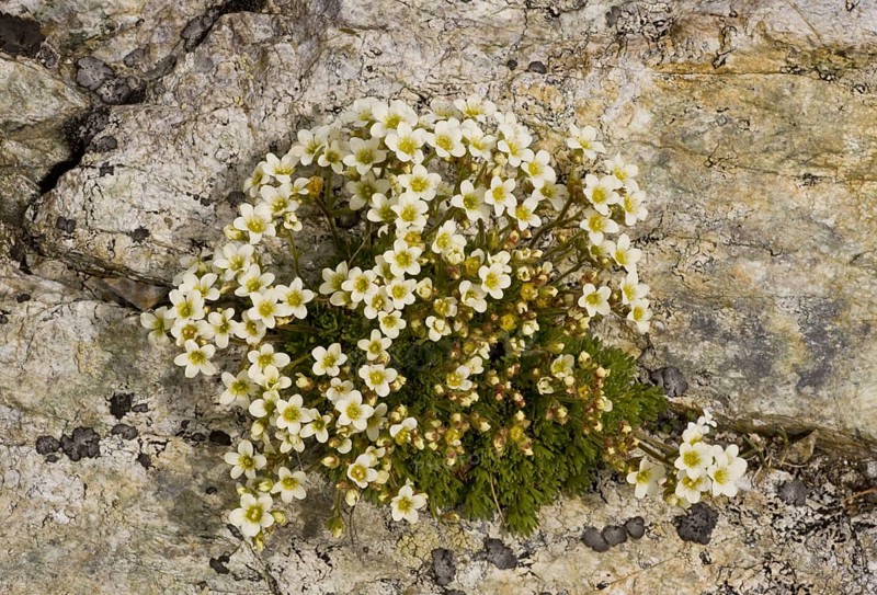 Musky Saxifrage