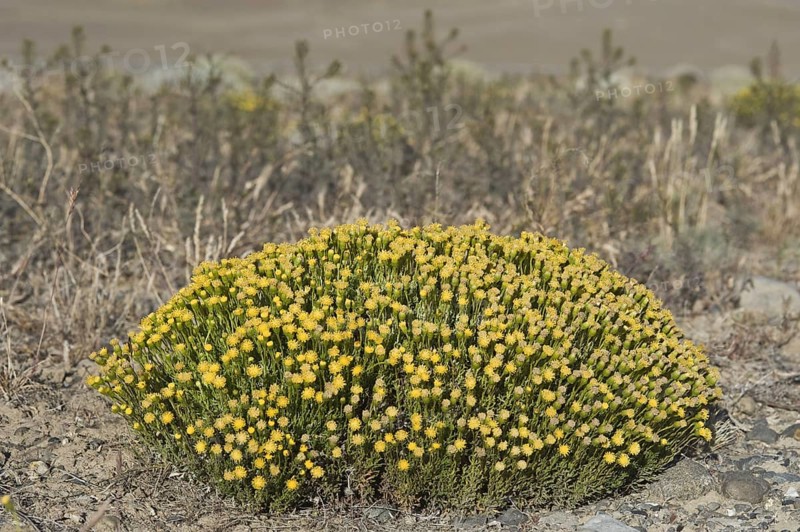 Patagonian senecio