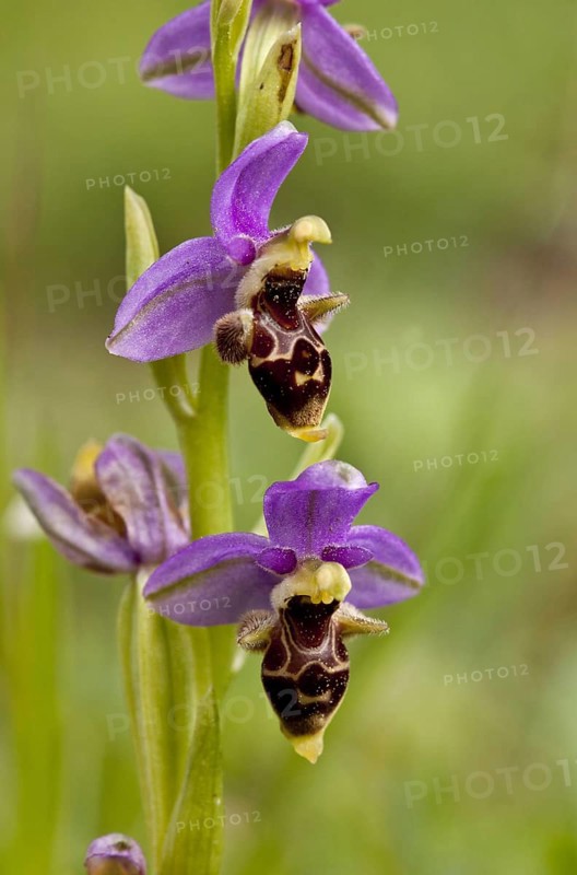 Eastern Aegean Bee Orchid