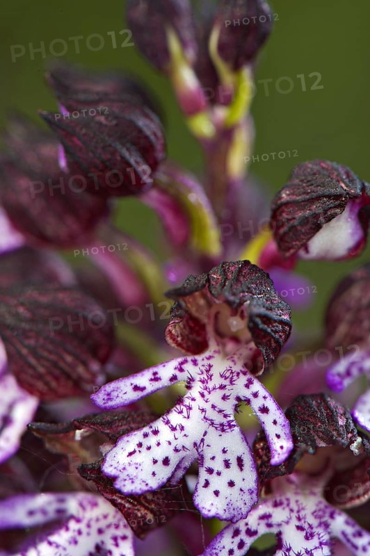 Lady Orchid