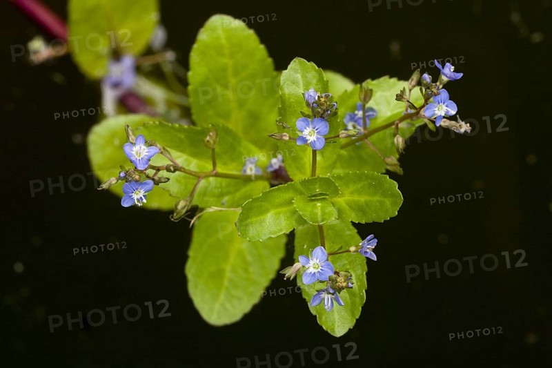Brooklime
