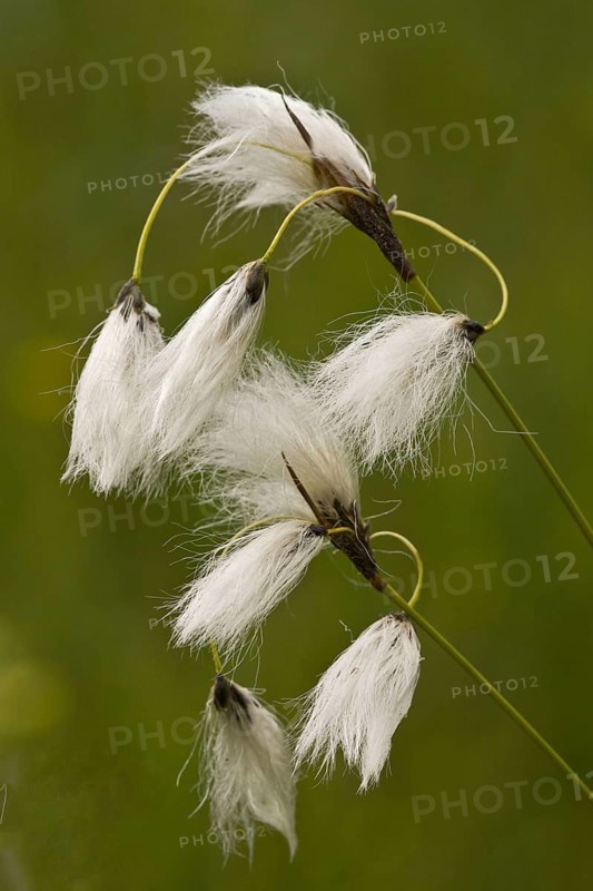 Broad leaved cotton grass