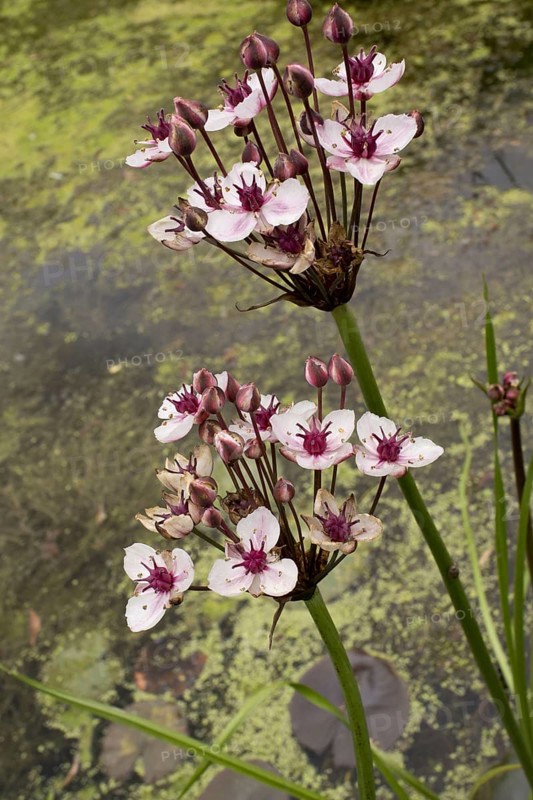 Swan flower