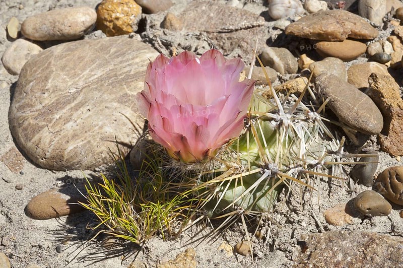 Flowering cactus