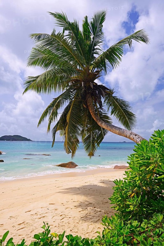 Beach and palm trees at Anse Boudin