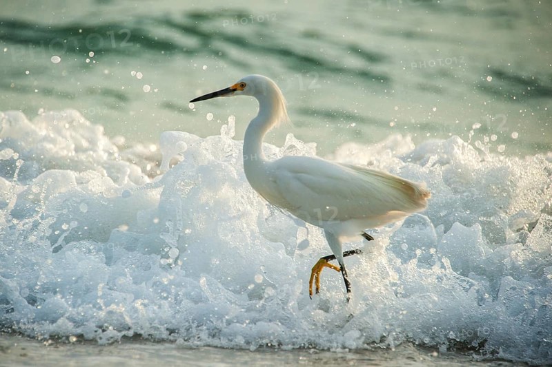 Snowy egret