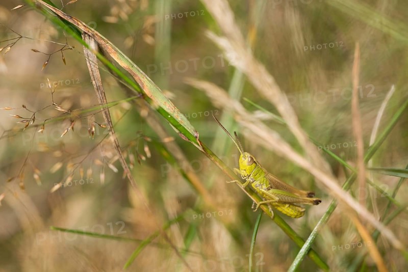 Grasshopper