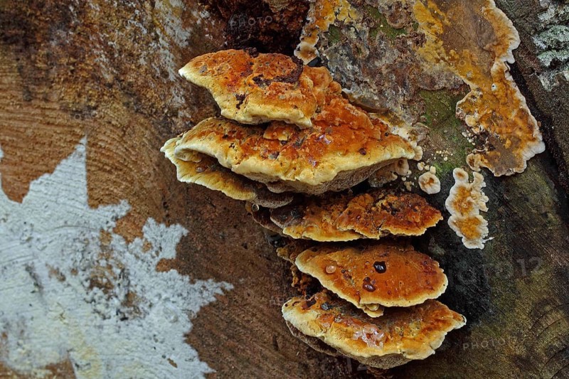Oak schillerporling