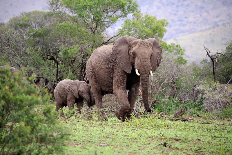 African elephant