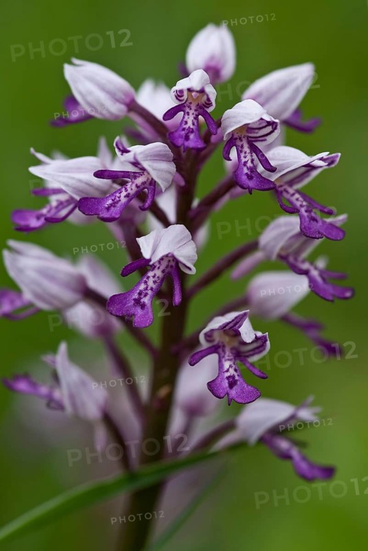 Helmeted Orchid