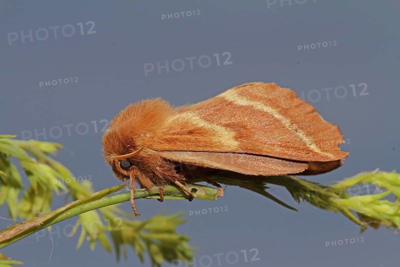 Spurge Moth