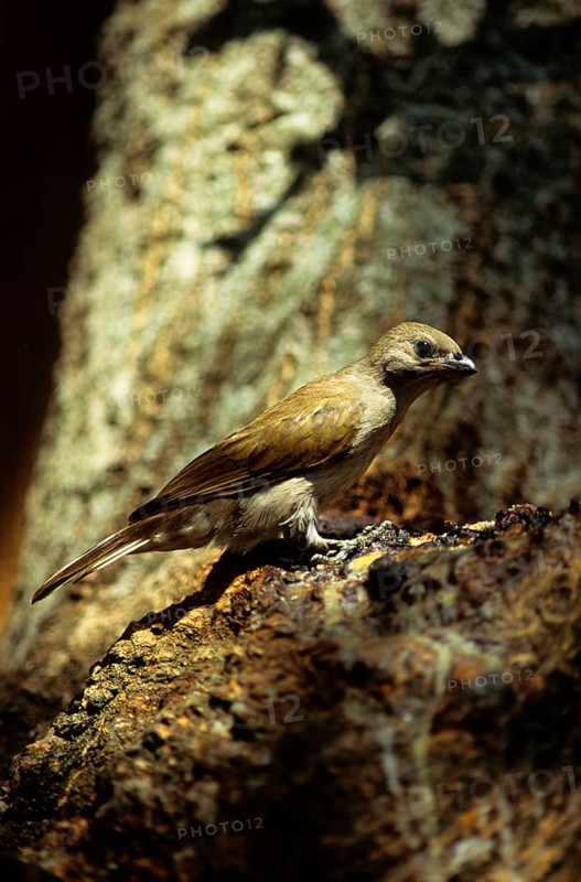Lesser honeyguide