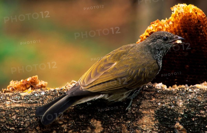 Barred Honeyguide