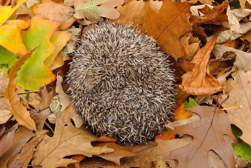European Hedgehog
