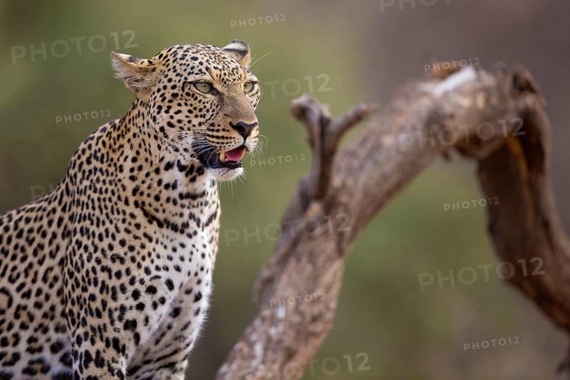 African leopard