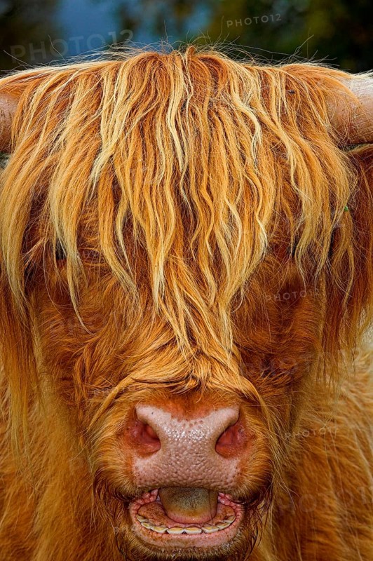 Highland Cattle