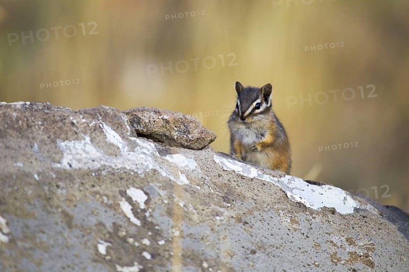 Least Chipmunk