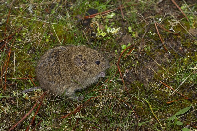 Field Mouse