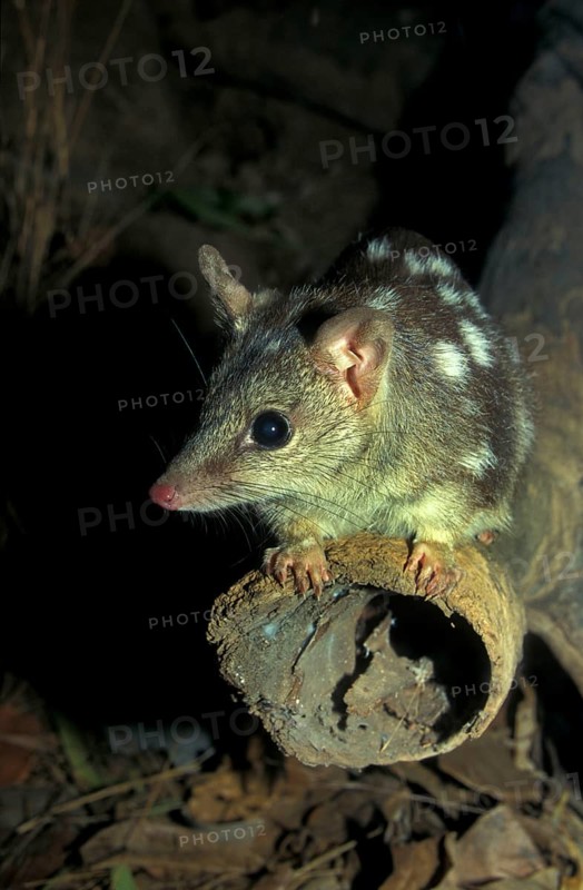 Pygmy pouch marten