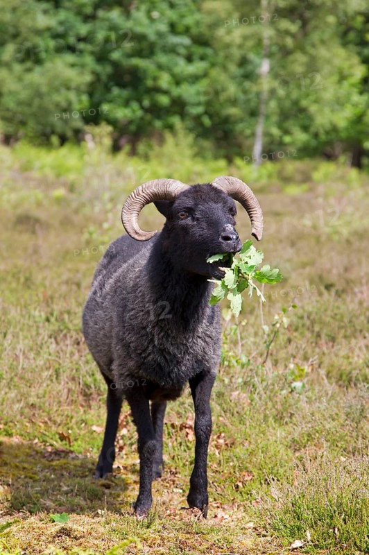 Domestic Sheep