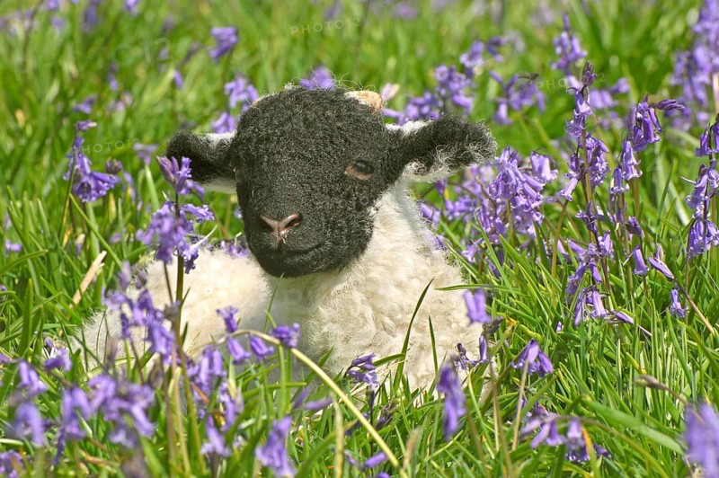Domestic Sheep