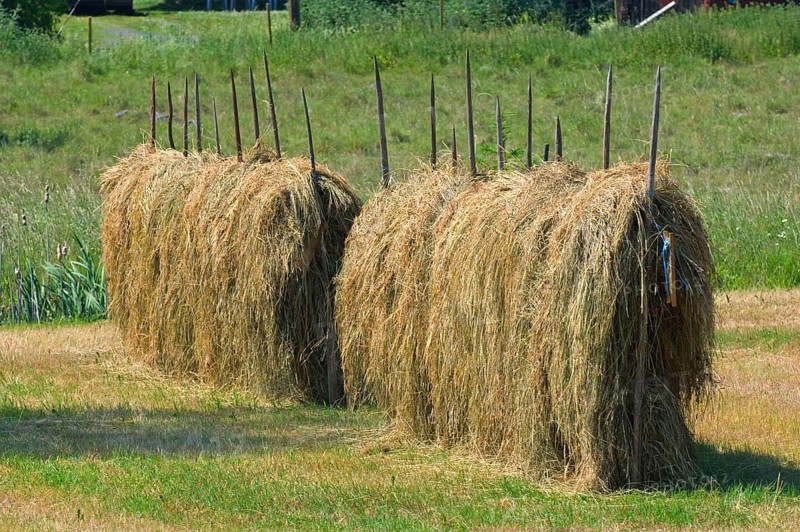 Haymaking