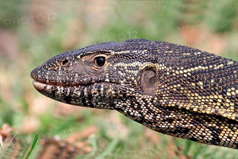 Nile monitors