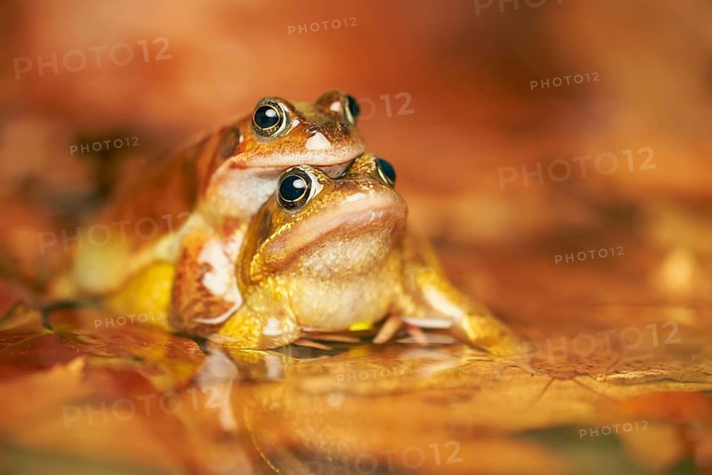 Common Frog
