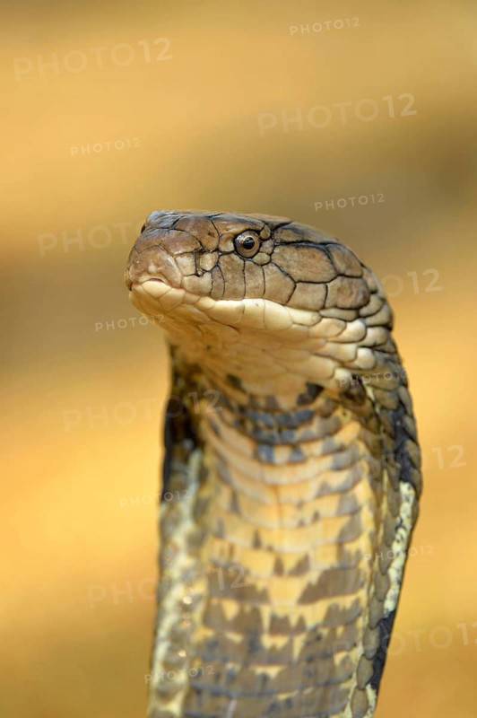 King Cobra