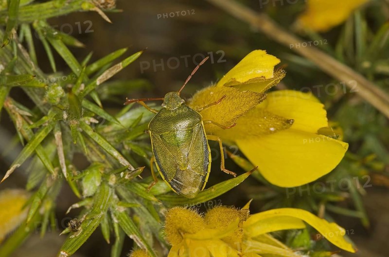 Gorse shield bug
