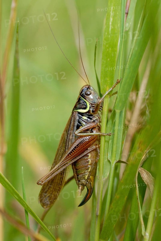 Roesel's Bush-cricket