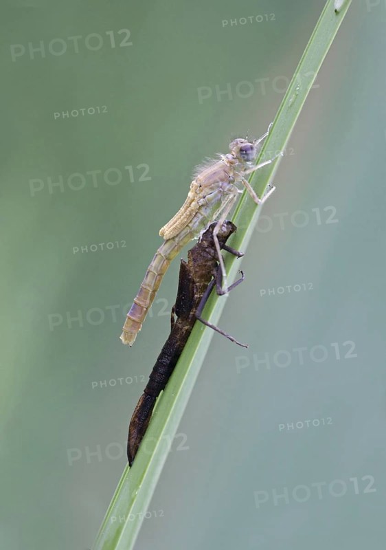 Red-eyed damselfly