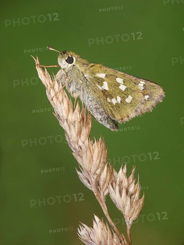 Silver-spotted skipper