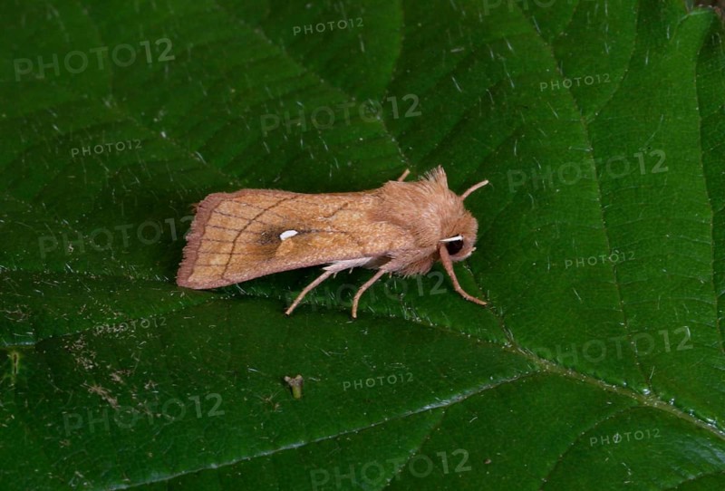 Brown-line Bright-eye