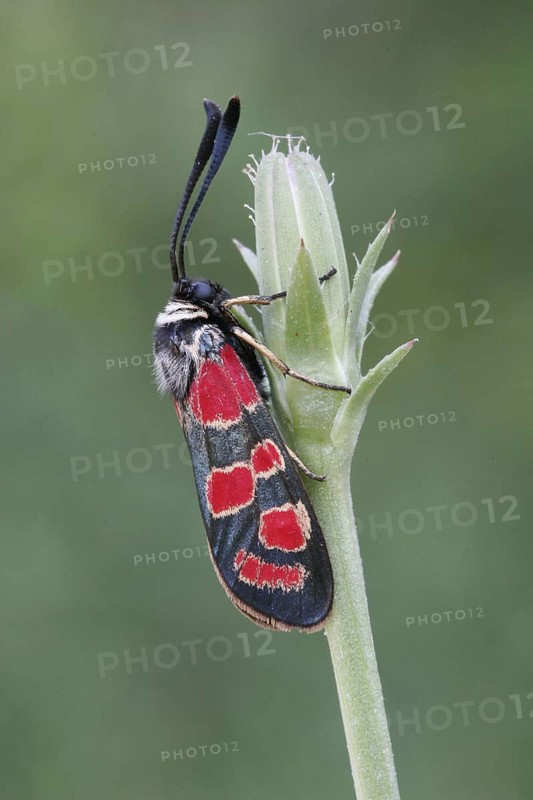 Sainfoin Widder