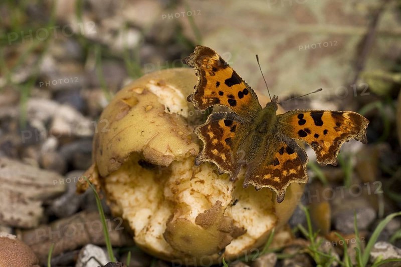 Polygonia C Album